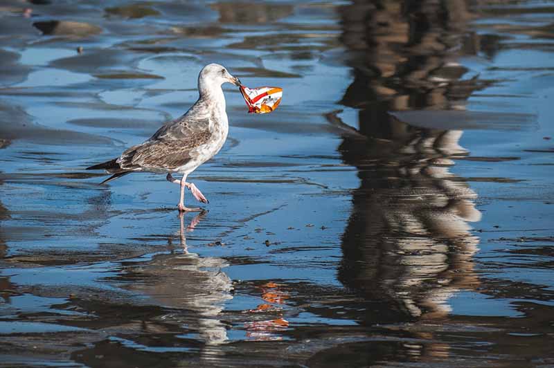 A seagull holding a can in its beak