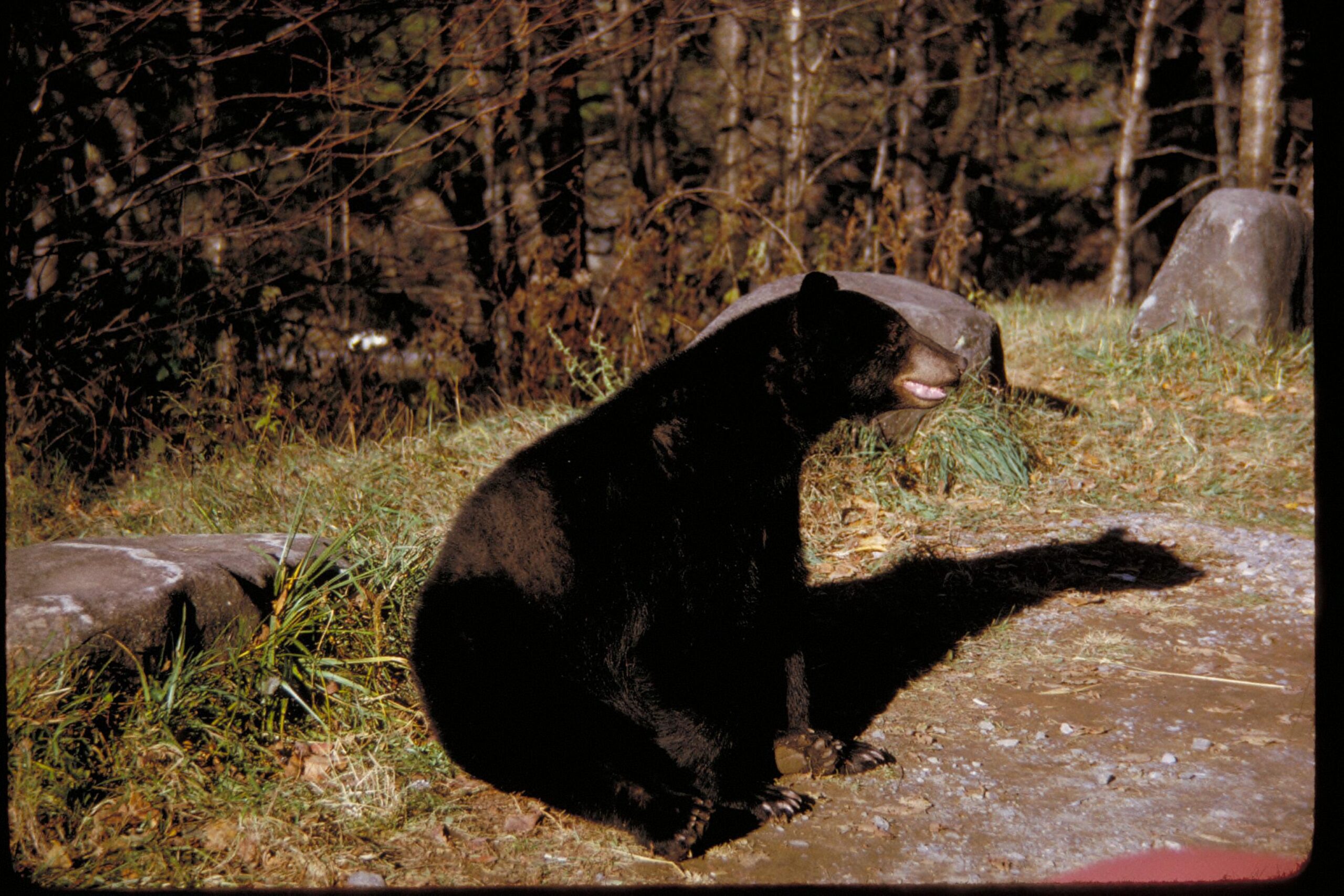 Black bear sitting upright at Great Smoky Mountains National Park