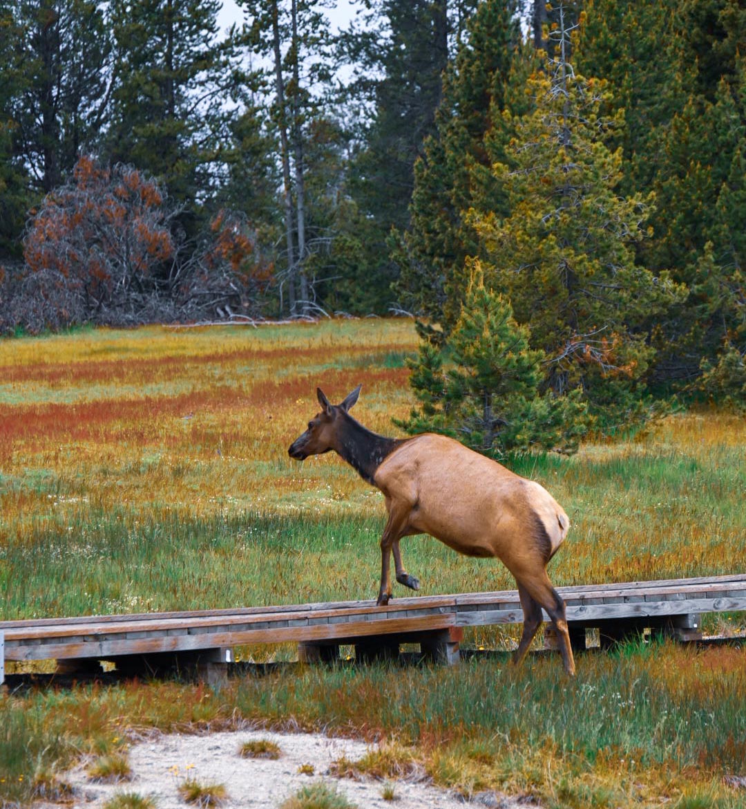 Rare animAals and plants