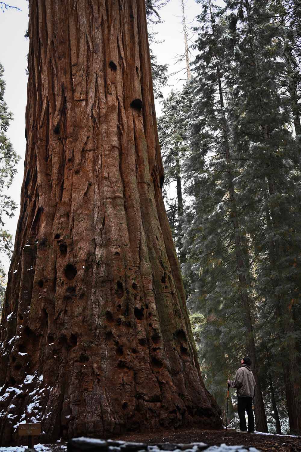 hiking in the forest with best hiking poles