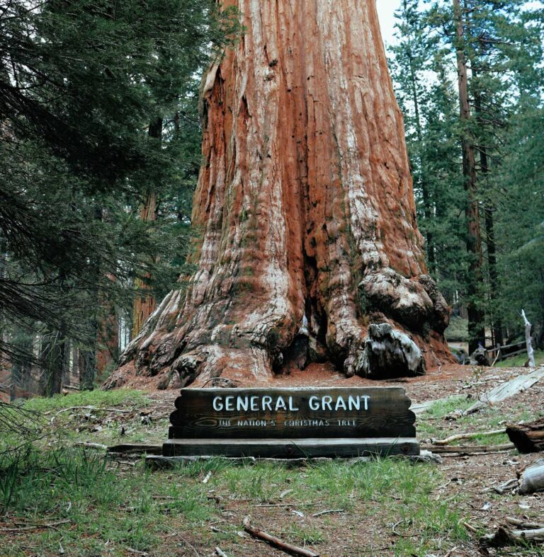 General Grant Tree Photo by James Lee