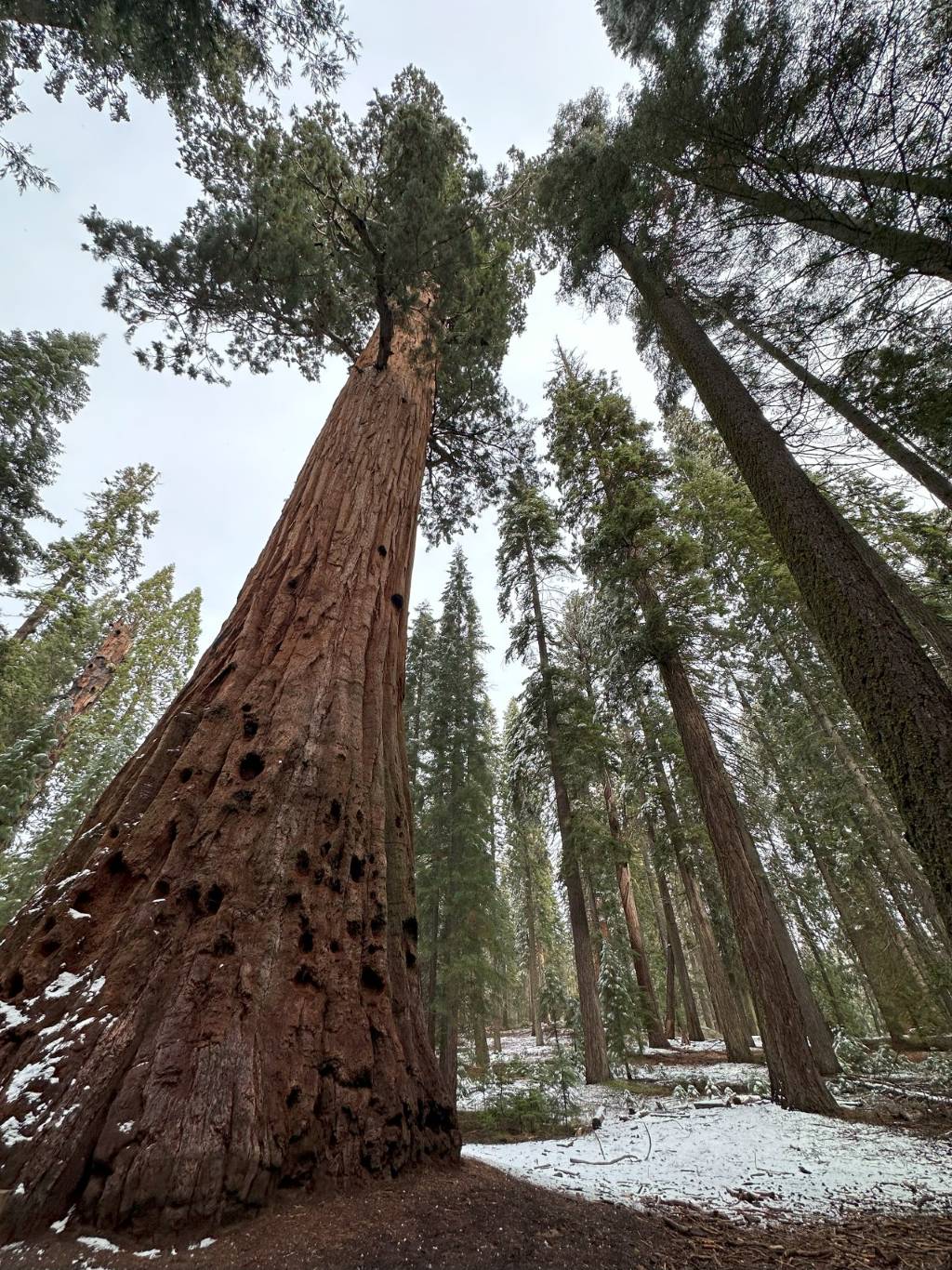 General Grant Tree close view Photo by Explore Gears