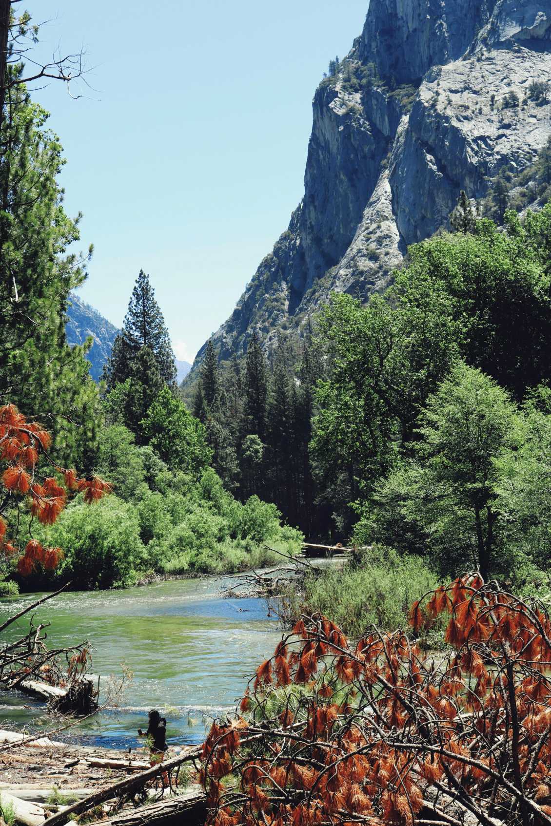 Green Trees Near the Lake Photo by James Lee