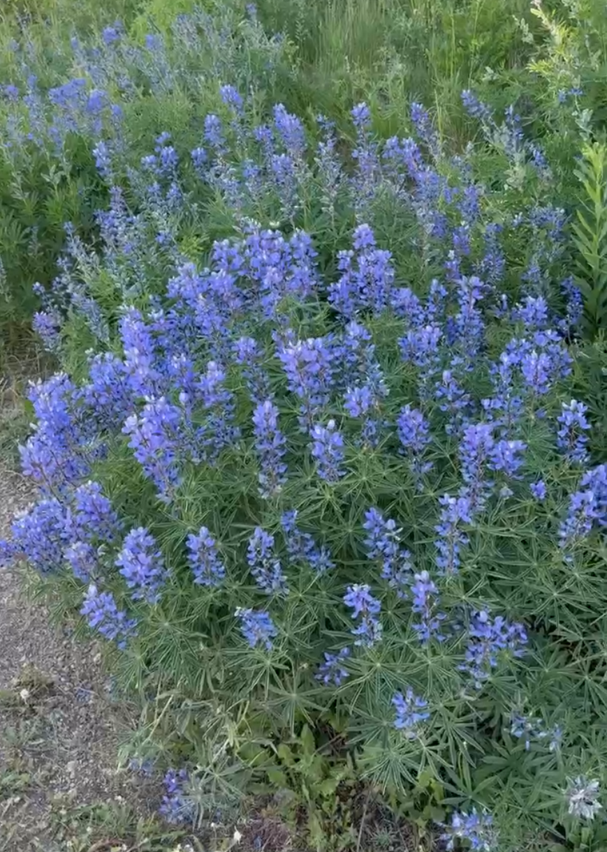 Flower near the trail