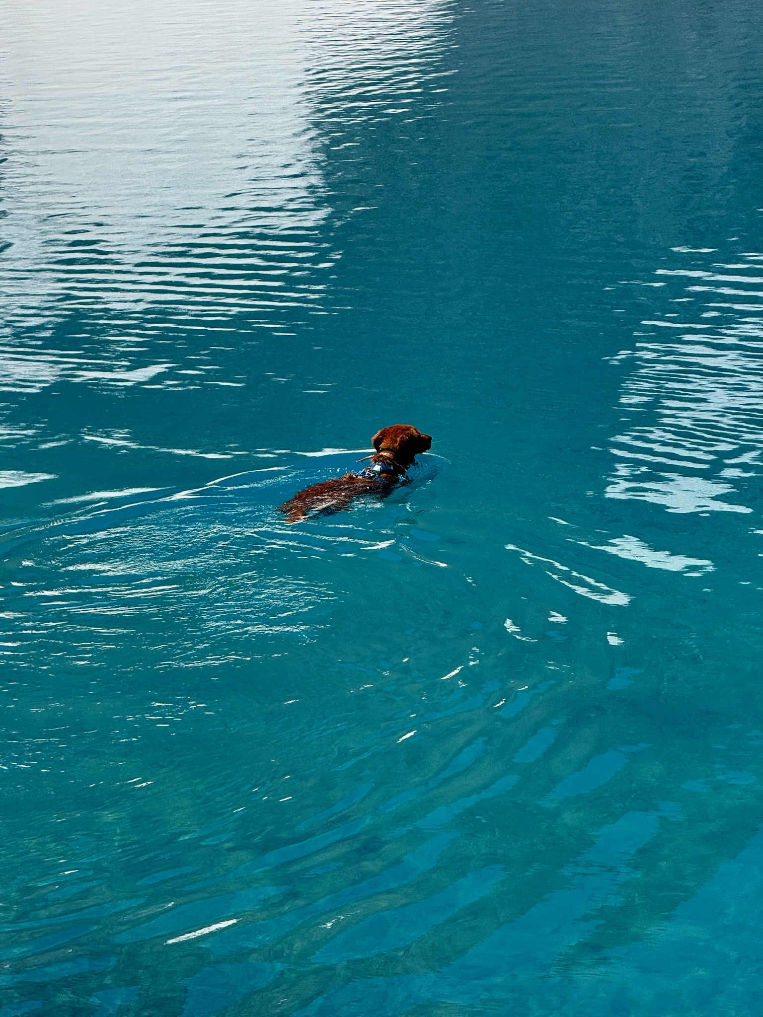 Dog’s Alpine Plunge – Swimming in Columbine Lake (Not my dog)