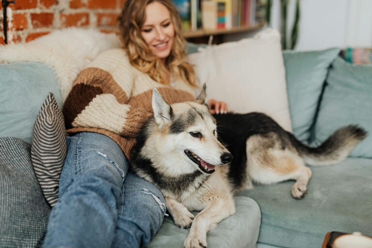 Lying cozily on the pillow with the dog