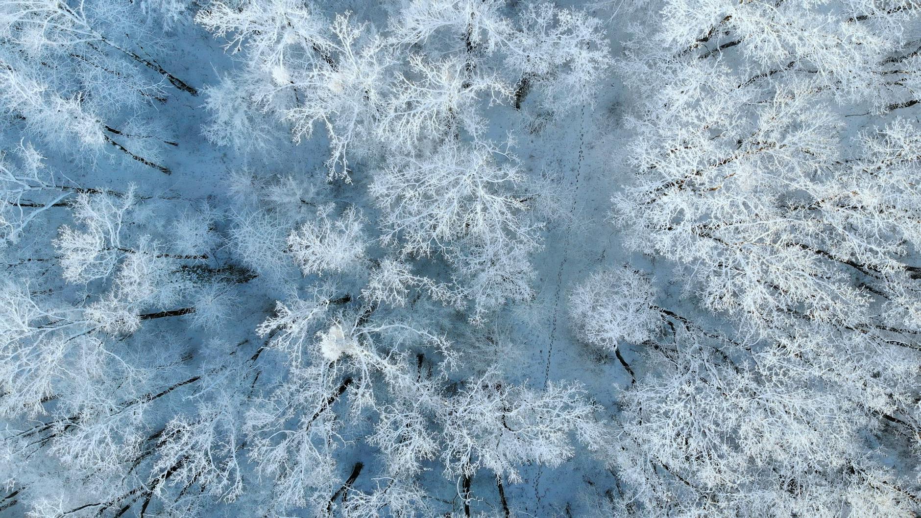 Snow ghosts rime ice covered trees at Whitefish-photo-by-pexels